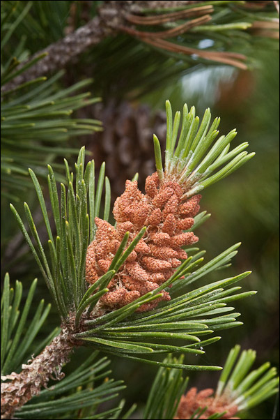Pinus mugo nella Majella